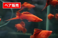 画像1: 【淡水魚】【通販】ハイフィンルビーアイタンジェリンーソード【1ペア サンプル画像】(ソードテール)（生体）(淡水)NK (1)