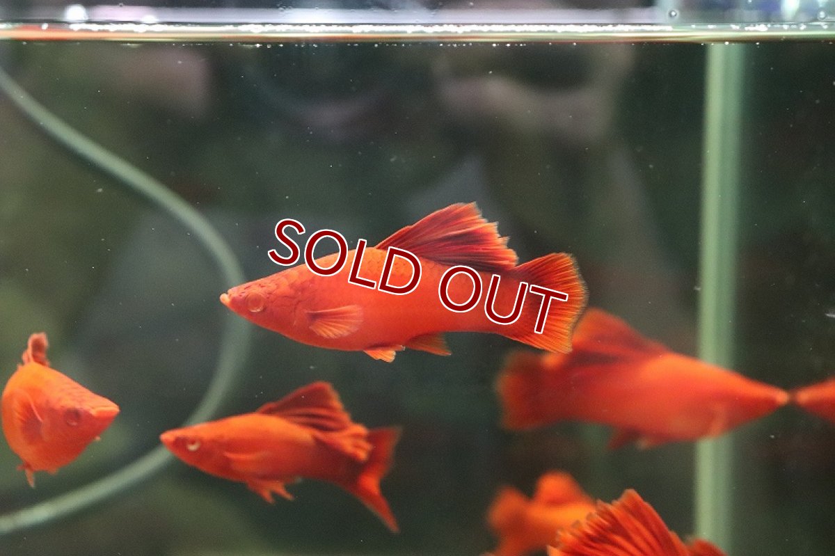 画像2: 【淡水魚】ハイフィンルビーアイタンジェリンーソード【1ペア サンプル画像】(ソードテール)（生体）(淡水)NK (2)