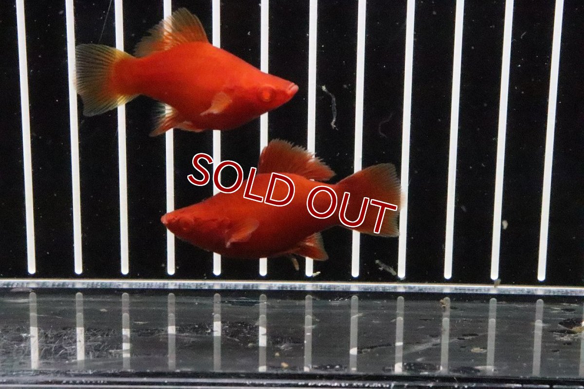 画像3: 【淡水魚】超大特価 XLサイズ バルーン ハイフィンルビーアイタンジェリンーソード【1ペア サンプル画像】(ソードテール（生体）(淡水)NK (3)