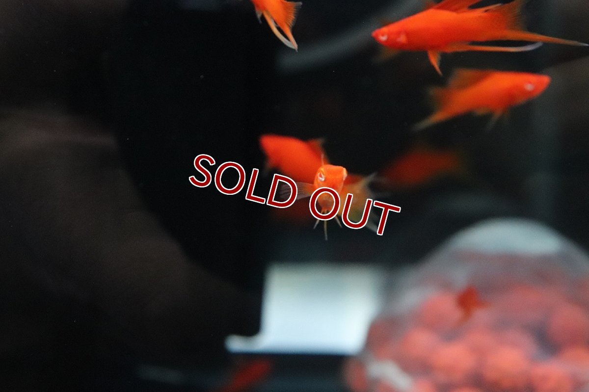 画像2: 【淡水魚】大特価 リアルレッドアイ アイタンジェリン ハイフィンライヤーソード【1匹 サンプル画像】(ソードテール)(生体)(熱帯魚)NK (2)