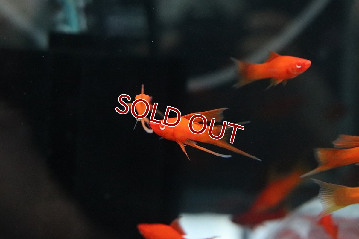 画像3: 【淡水魚】大特価 リアルレッドアイ アイタンジェリン ハイフィンライヤーソード【1匹 サンプル画像】(ソードテール)(生体)(熱帯魚)NK (3)