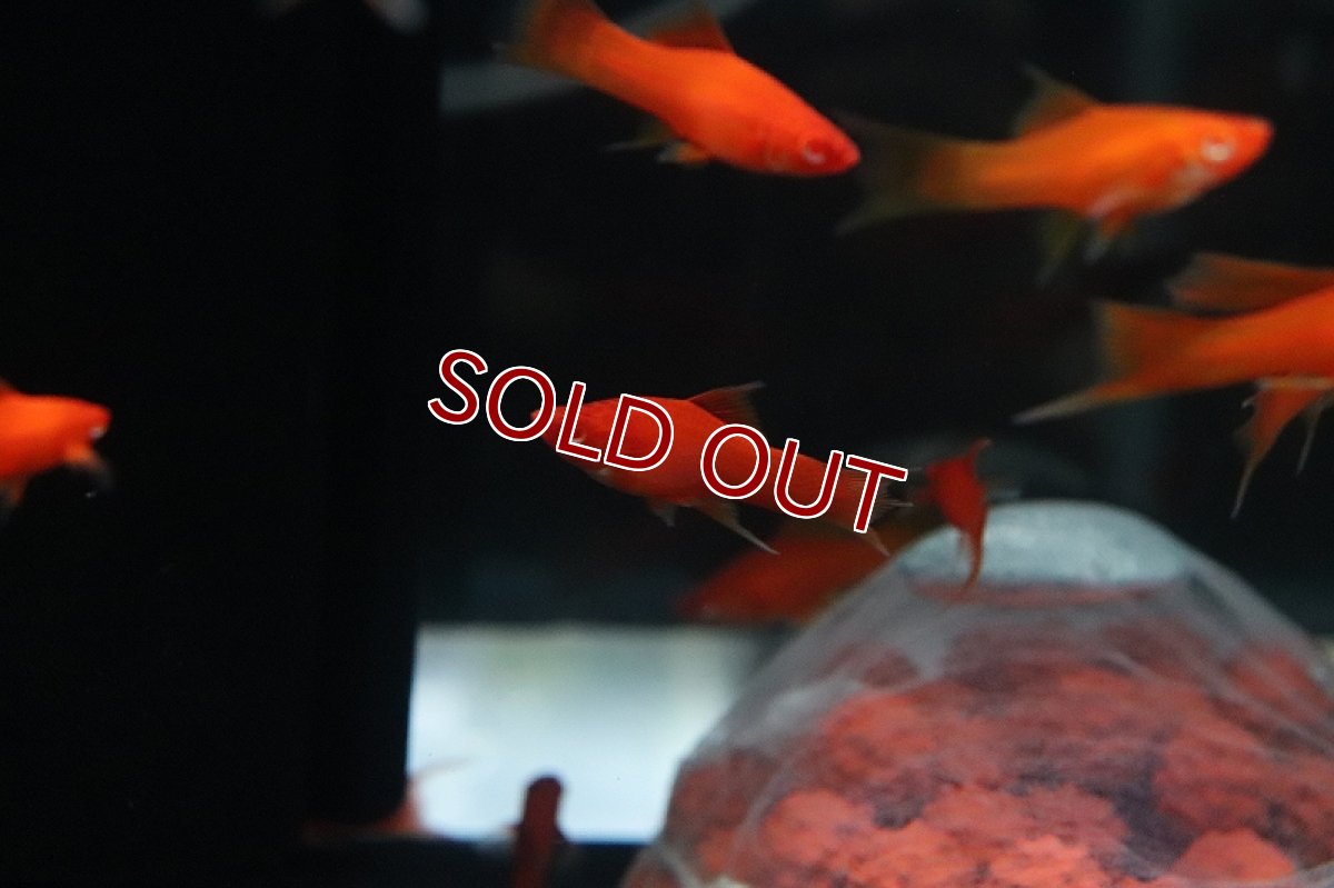 画像4: 【淡水魚】大特価 リアルレッドアイ アイタンジェリン ハイフィンライヤーソード【1匹 サンプル画像】(ソードテール)(生体)(熱帯魚)NK (4)