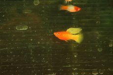 画像1: 【淡水魚】【通販】スーパーハイフィンサンライズプラティ【1匹 サンプル画像】(プラティ)(生体)(熱帯魚)NK (1)