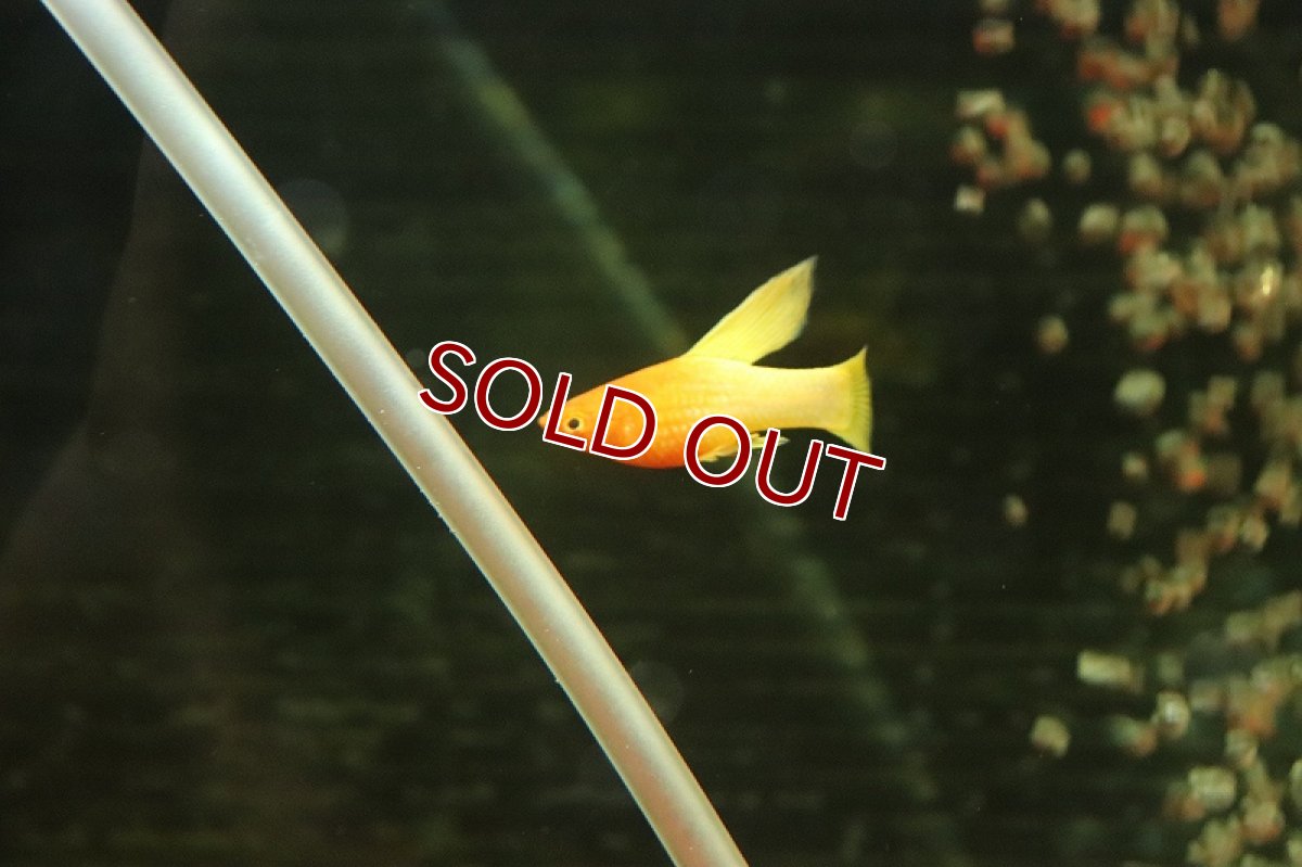 画像2: 【淡水魚】【通販】スーパーハイフィンサンライズプラティ【1匹 サンプル画像】(プラティ)(生体)(熱帯魚)NK (2)