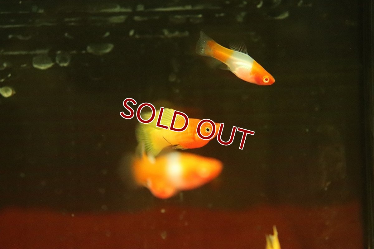 画像3: 【淡水魚】【通販】スーパーハイフィンサンライズプラティ【1匹 サンプル画像】(プラティ)(生体)(熱帯魚)NK (3)