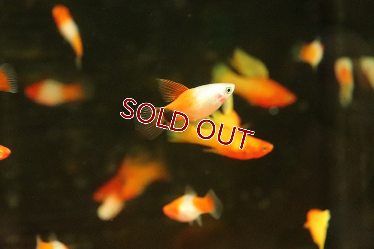 画像2: 【淡水魚】ハイフィンレッドトップホワイトミッキーマウスプラティ【1匹 サンプル画像】(プラティ)(生体)(熱帯魚)NK (2)