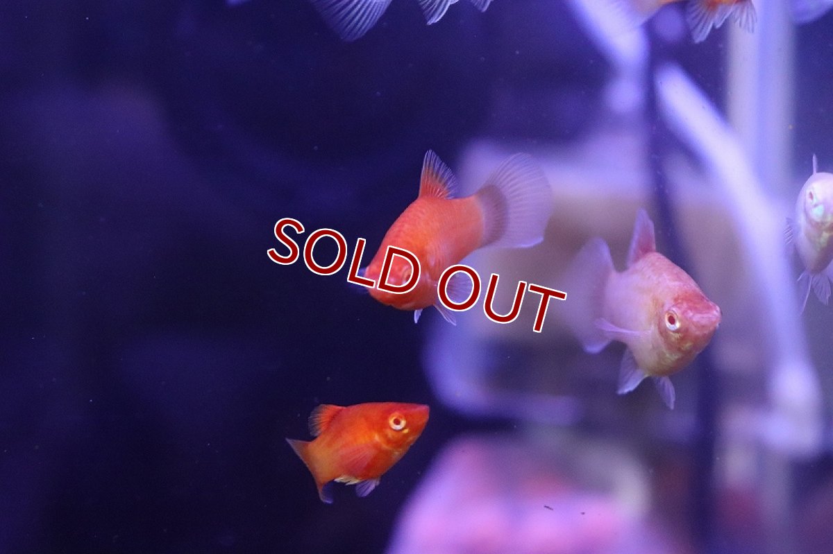 画像2: 【淡水魚】【通販】激レア アルビノプラティ【1匹 サンプル画像】（プラティ）（生体）（熱帯魚）NK (2)