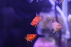 画像2: 【淡水魚】【通販】激レア アルビノプラティ【1匹 サンプル画像】（プラティ）（生体）（熱帯魚）NK (2)