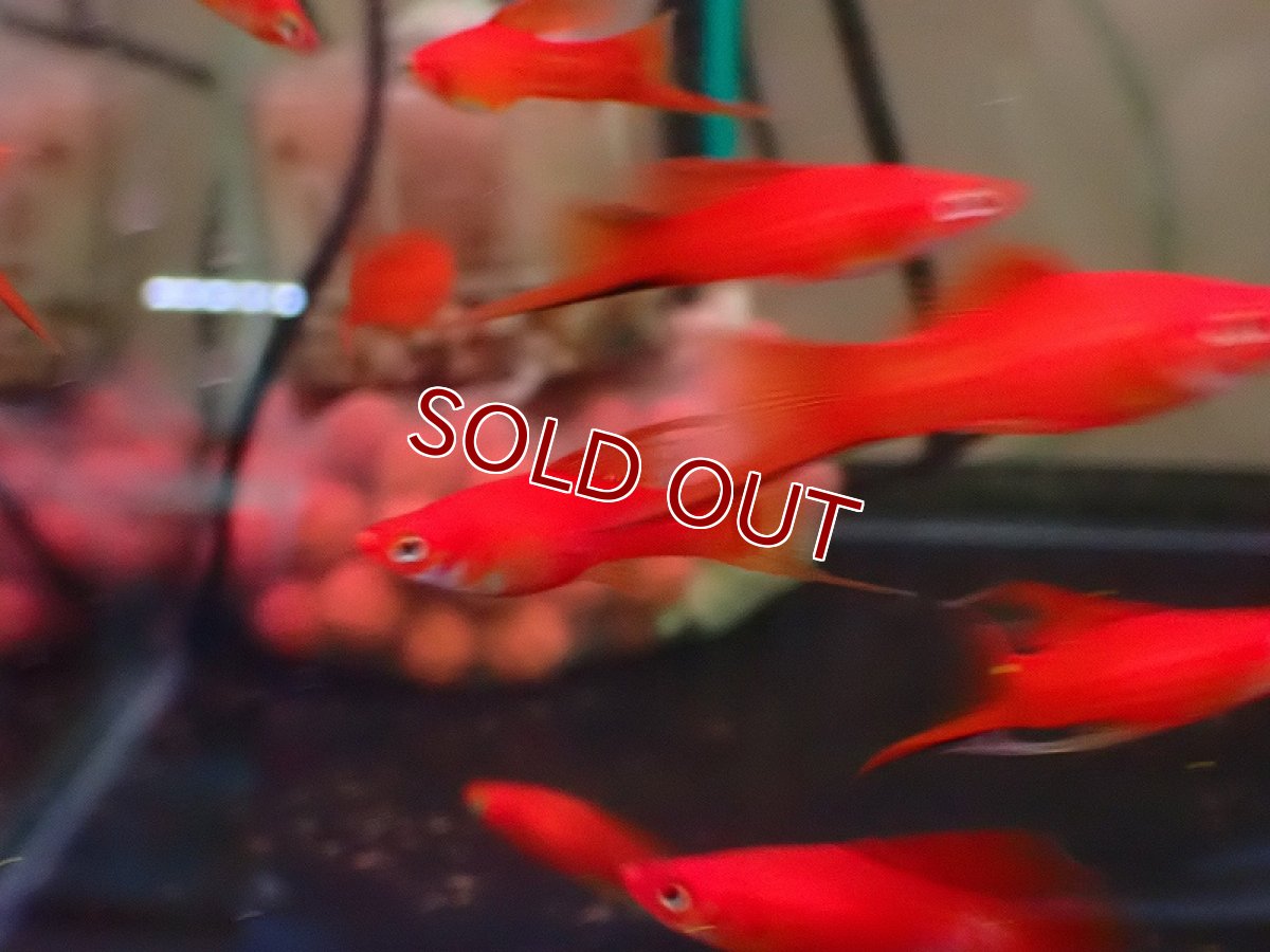 画像2: 【淡水魚】【通販】爆安 レッドソードテール【1匹 サンプル画像】（ソードテール）（生体）（熱帯魚）NK (2)