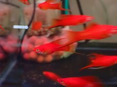 画像2: 【淡水魚】【通販】爆安 レッドソードテール【1匹 サンプル画像】（ソードテール）（生体）（熱帯魚）NK (2)