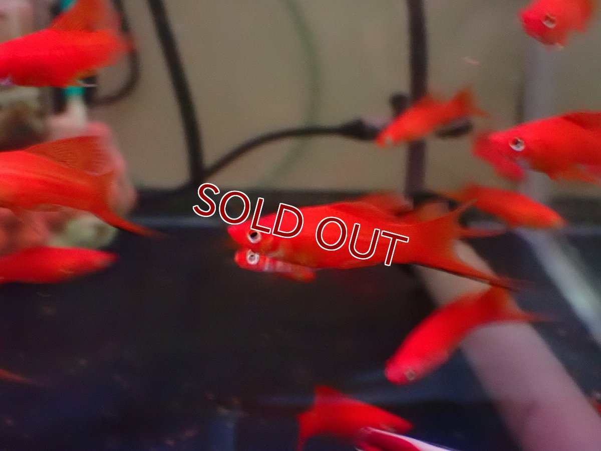 画像3: 【淡水魚】【通販】爆安 レッドソードテール【1匹 サンプル画像】（ソードテール）（生体）（熱帯魚）NK (3)