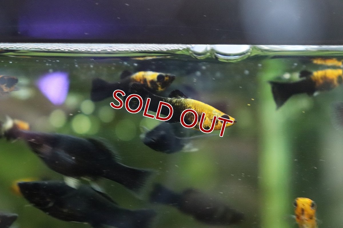 画像2: 【淡水魚】【通販】ゴールデン ブラックモーリー【１匹 サンプル画像】(メダカ科)(生体)(熱帯魚)NK (2)