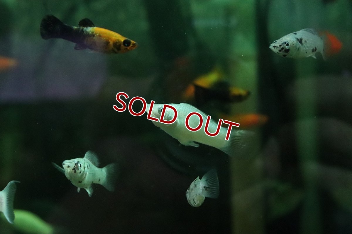 画像2: 【淡水魚】【通販】シルバーライヤーモーリー【１匹 サンプル画像】(モーリー、プラティ)(生体)(熱帯魚)NK (2)