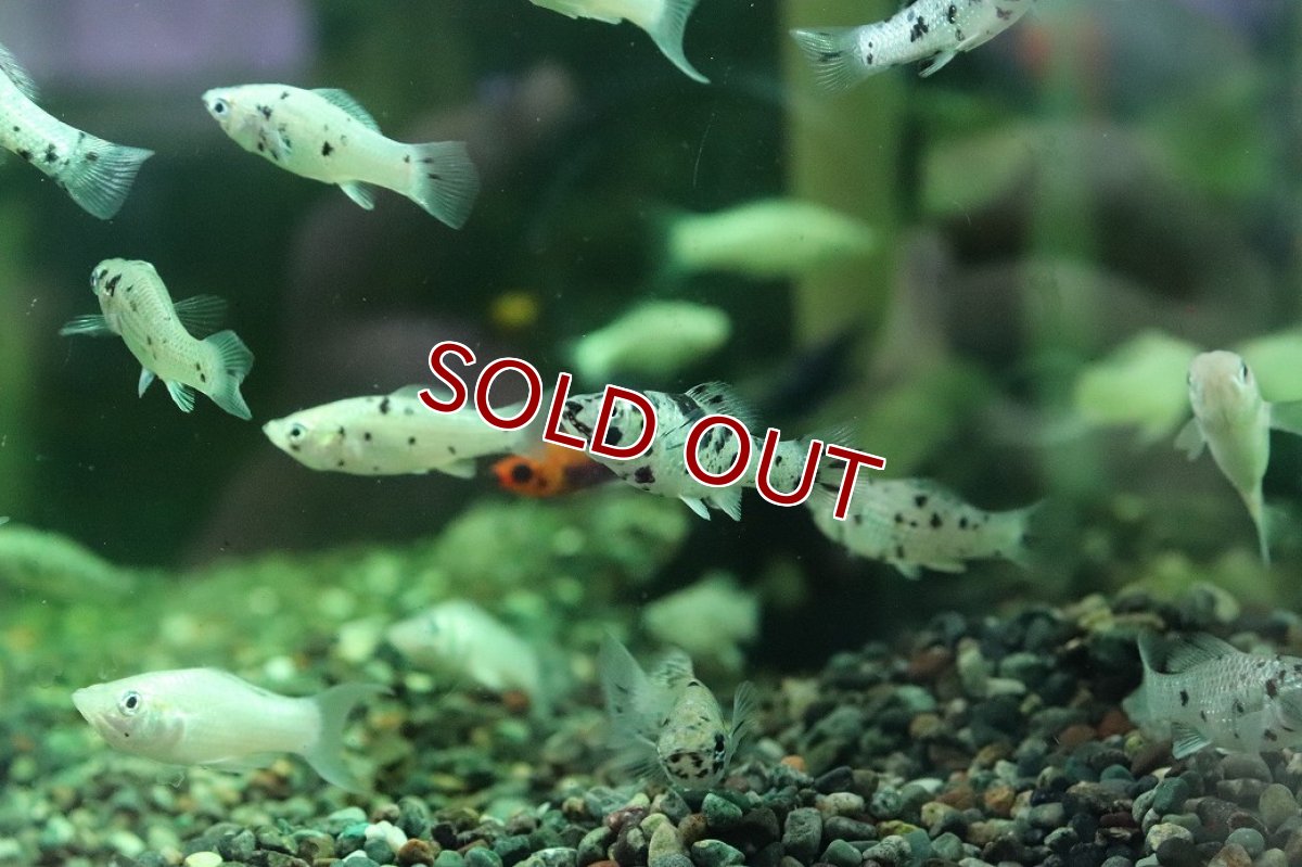 画像2: 【淡水魚】【通販】ダルメシアンモーリー【１匹 サンプル画像】(モーリー、プラティ)(生体)(熱帯魚)NK (2)