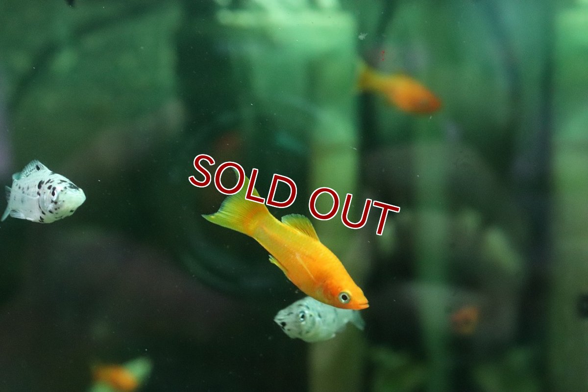 画像2: 【淡水魚】【通販】オレンジライヤーモーリー【１匹 サンプル画像】(モーリー、プラティ)(生体)(熱帯魚)NK (2)
