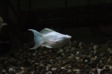 画像1: 【淡水魚】【通販】ブルーアイプラチナホワイトバルーンライヤーモーリー【１匹 サンプル画像】(プラティ)(生体)(熱帯魚)NK (1)