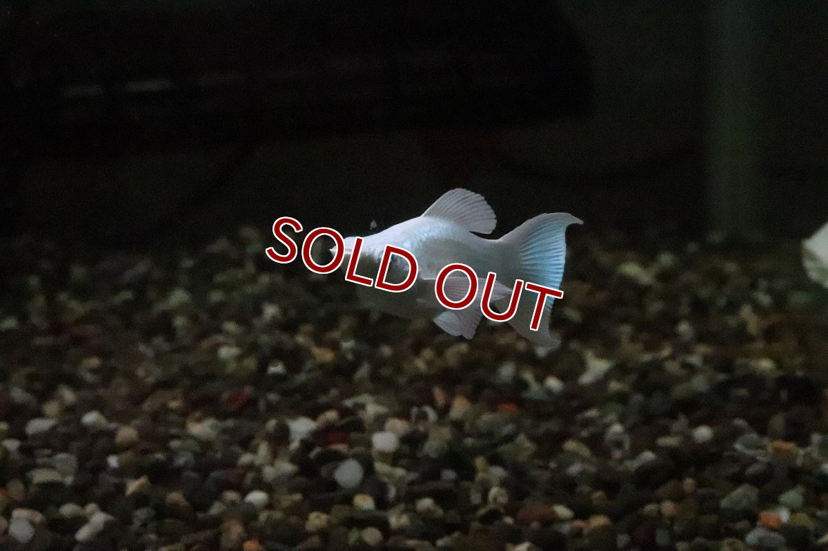 画像2: 【淡水魚】【通販】ブルーアイプラチナホワイトバルーンライヤーモーリー【１匹 サンプル画像】(プラティ)(生体)(熱帯魚)NK (2)