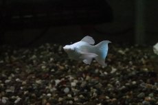 画像2: 【淡水魚】【通販】ブルーアイプラチナホワイトバルーンライヤーモーリー【１匹 サンプル画像】(プラティ)(生体)(熱帯魚)NK (2)