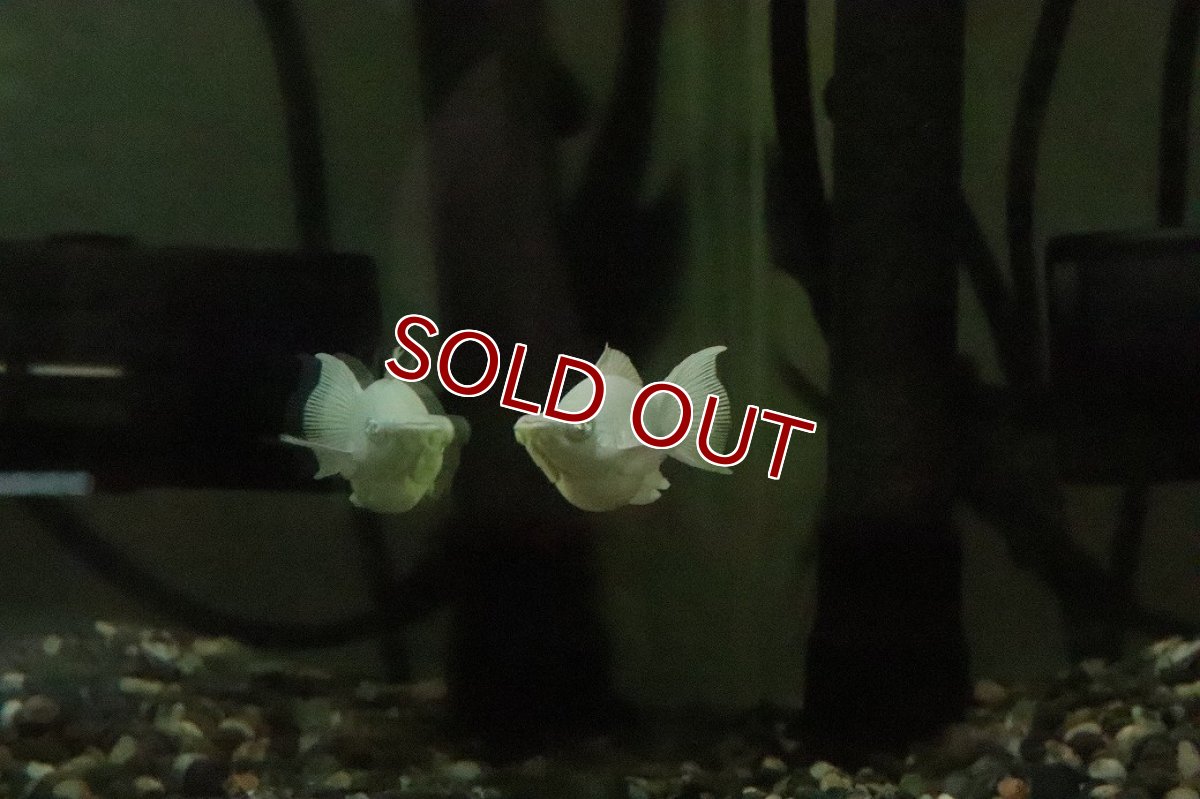 画像3: 【淡水魚】【通販】ブルーアイプラチナホワイトバルーンライヤーモーリー【１匹 サンプル画像】(プラティ)(生体)(熱帯魚)NK (3)