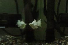 画像3: 【淡水魚】【通販】ブルーアイプラチナホワイトバルーンライヤーモーリー【１匹 サンプル画像】(プラティ)(生体)(熱帯魚)NK (3)