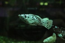 画像1: 【淡水魚】【通販】ブルーアイプラチナダルメシアンモーリー【１匹 サンプル画像】(プラティ、モーリー)(生体)(熱帯魚)NK (1)
