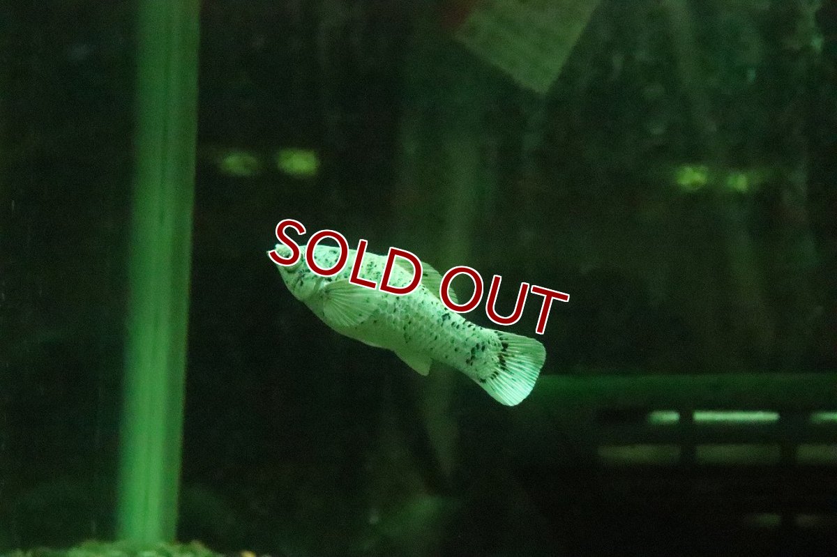 画像2: 【淡水魚】【通販】ブルーアイプラチナダルメシアンモーリー【１匹 サンプル画像】(プラティ、モーリー)(生体)(熱帯魚)NK (2)