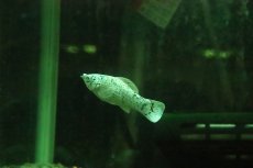 画像2: 【淡水魚】【通販】ブルーアイプラチナダルメシアンモーリー【１匹 サンプル画像】(プラティ、モーリー)(生体)(熱帯魚)NK (2)