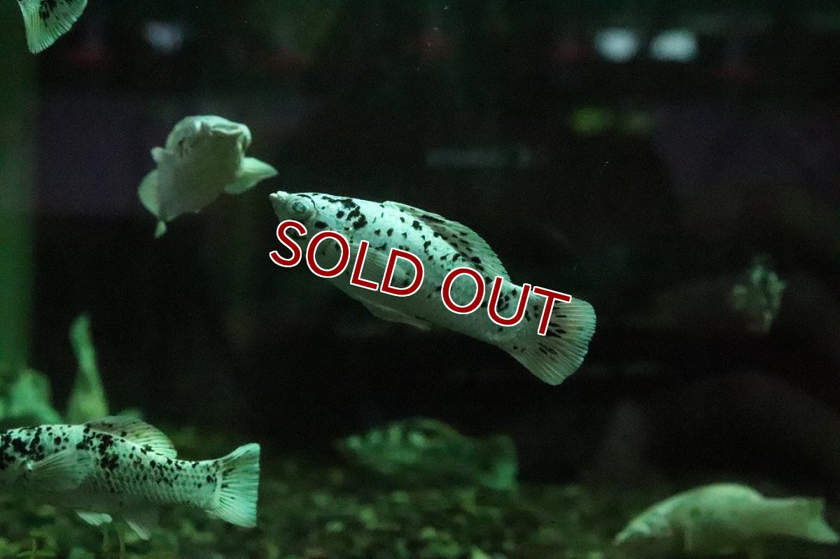 画像3: 【淡水魚】【通販】ブルーアイプラチナダルメシアンモーリー【１匹 サンプル画像】(プラティ、モーリー)(生体)(熱帯魚)NK (3)