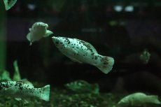 画像3: 【淡水魚】【通販】ブルーアイプラチナダルメシアンモーリー【１匹 サンプル画像】(プラティ、モーリー)(生体)(熱帯魚)NK (3)