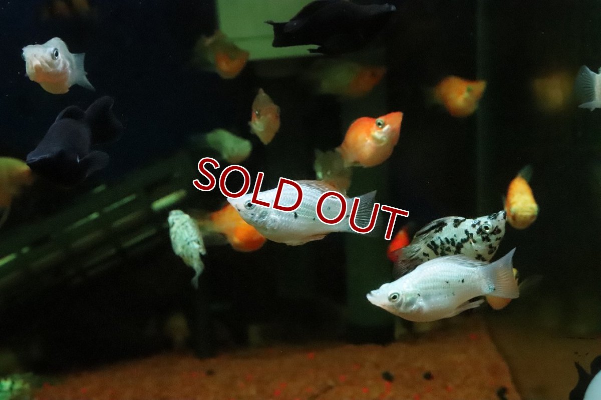 画像1: 【淡水魚】【通販】ミックス バルーンモーリー【１匹 サンプル画像】(プラティ)(生体)(熱帯魚)NK (1)