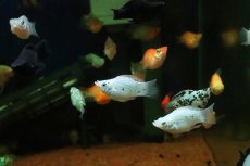画像1: 【淡水魚】【通販】ミックス バルーンモーリー【１匹 サンプル画像】(プラティ)(生体)(熱帯魚)NK (1)