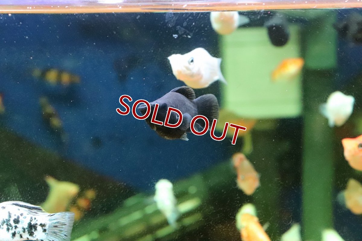 画像2: 【淡水魚】【通販】ミックス バルーンモーリー【１匹 サンプル画像】(プラティ)(生体)(熱帯魚)NK (2)
