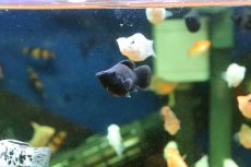 画像2: 【淡水魚】【通販】ミックス バルーンモーリー【１匹 サンプル画像】(プラティ)(生体)(熱帯魚)NK (2)