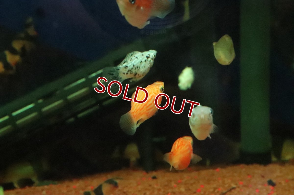 画像3: 【淡水魚】【通販】ミックス バルーンモーリー【１匹 サンプル画像】(プラティ)(生体)(熱帯魚)NK (3)