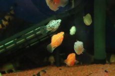 画像3: 【淡水魚】【通販】ミックス バルーンモーリー【１匹 サンプル画像】(プラティ)(生体)(熱帯魚)NK (3)
