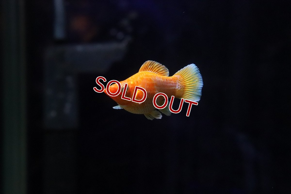 画像1: 【淡水魚】【通販】高級モーリー ゴールデンレモンバルーンモーリー【１匹 サンプル画像】(プラティ)(生体)(熱帯魚)NK (1)