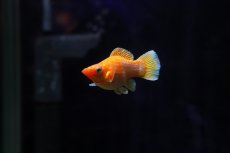 画像1: 【淡水魚】【通販】高級モーリー ゴールデンレモンバルーンモーリー【１匹 サンプル画像】(プラティ)(生体)(熱帯魚)NK (1)