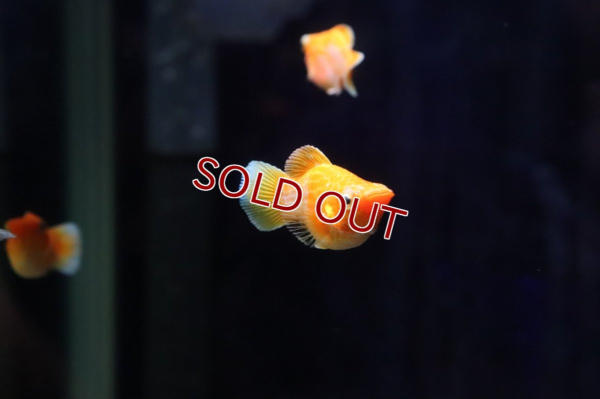 画像2: 【淡水魚】【通販】高級モーリー ゴールデンレモンバルーンモーリー【１匹 サンプル画像】(プラティ)(生体)(熱帯魚)NK (2)