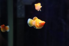 画像2: 【淡水魚】【通販】高級モーリー ゴールデンレモンバルーンモーリー【１匹 サンプル画像】(プラティ)(生体)(熱帯魚)NK (2)