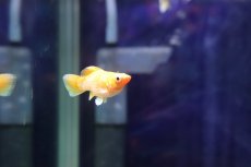 画像3: 【淡水魚】【通販】高級モーリー ゴールデンレモンバルーンモーリー【１匹 サンプル画像】(プラティ)(生体)(熱帯魚)NK (3)