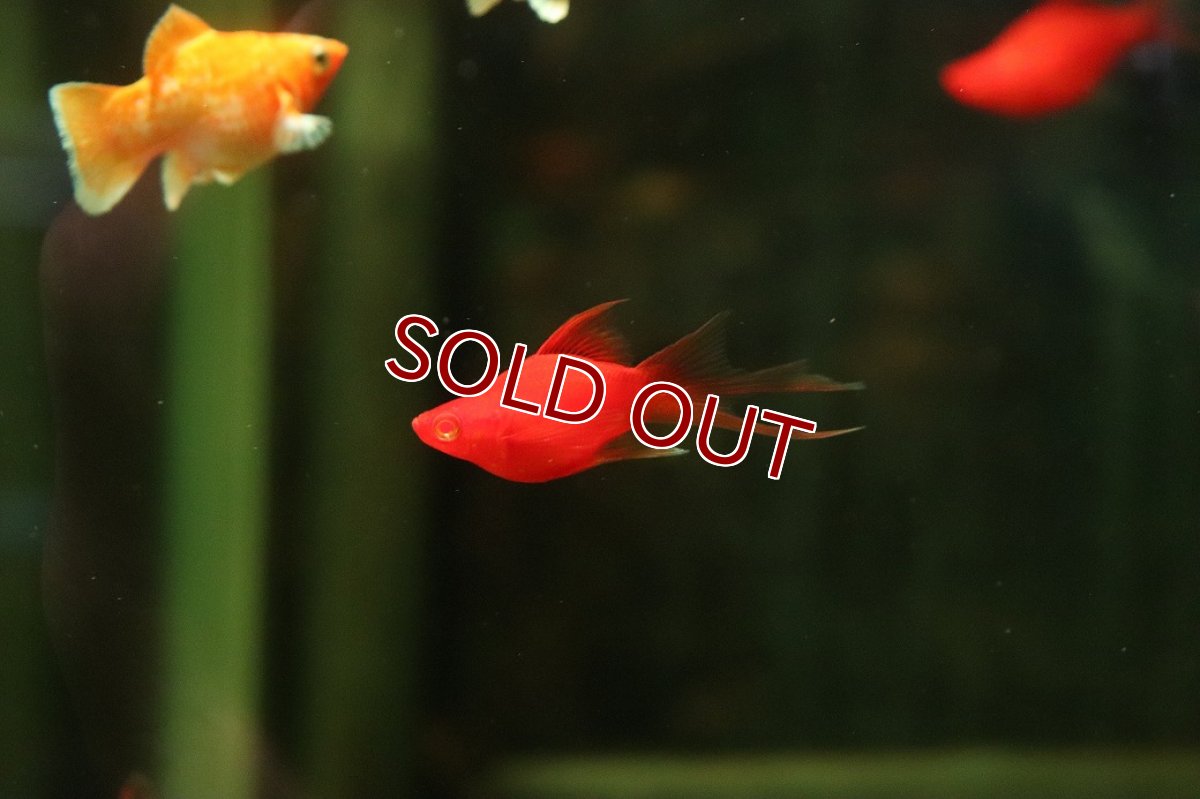 画像1: 【ウィンターセール 10％OFF対象商品】【淡水魚】【通販】レア種 フォークテール ルビーアイタンジェリンバルーンライヤーモーリー【1匹 サンプル画像】(プラティ(生体)(熱帯魚)NK (1)