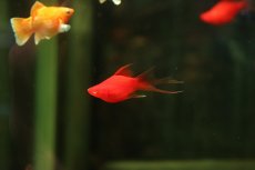 画像1: 【淡水魚】【通販】レア種 フォークテール ルビーアイタンジェリンバルーンライヤーモーリー【1匹 サンプル画像】(プラティ(生体)(熱帯魚)NK (1)