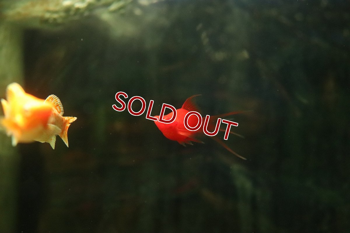 画像2: 【ウィンターセール 10％OFF対象商品】【淡水魚】【通販】レア種 フォークテール ルビーアイタンジェリンバルーンライヤーモーリー【1匹 サンプル画像】(プラティ(生体)(熱帯魚)NK (2)