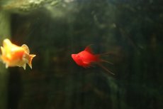 画像2: 【淡水魚】【通販】レア種 フォークテール ルビーアイタンジェリンバルーンライヤーモーリー【1匹 サンプル画像】(プラティ(生体)(熱帯魚)NK (2)