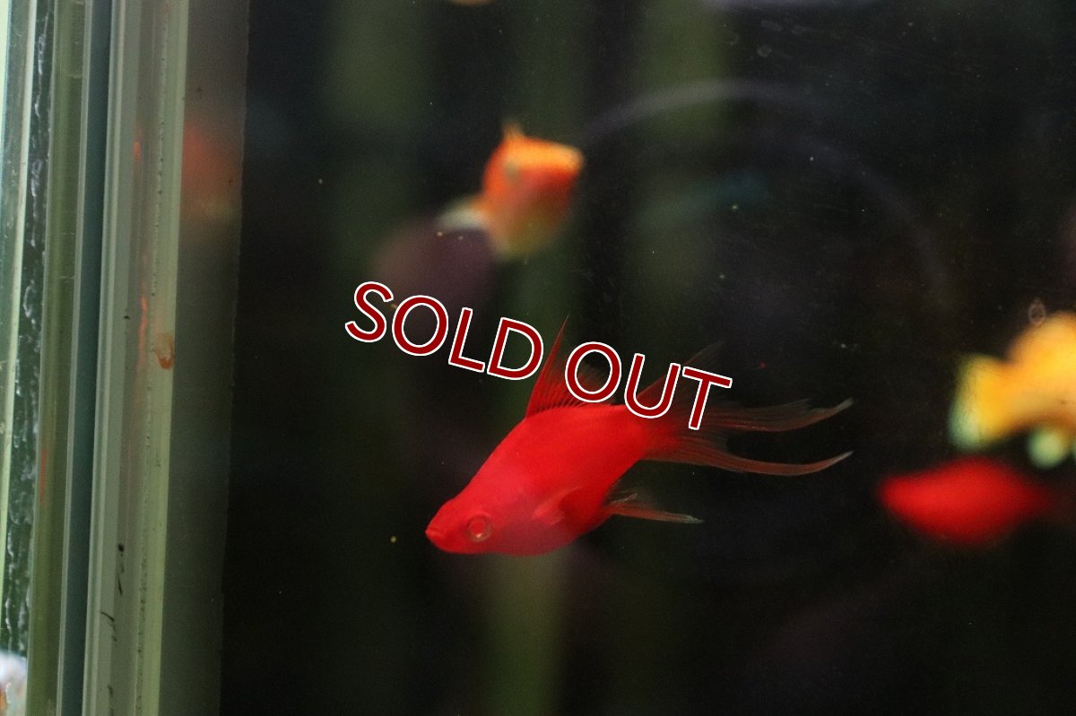 画像3: 【ウィンターセール 10％OFF対象商品】【淡水魚】【通販】レア種 フォークテール ルビーアイタンジェリンバルーンライヤーモーリー【1匹 サンプル画像】(プラティ(生体)(熱帯魚)NK (3)