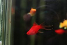 画像3: 【淡水魚】【通販】レア種 フォークテール ルビーアイタンジェリンバルーンライヤーモーリー【1匹 サンプル画像】(プラティ(生体)(熱帯魚)NK (3)