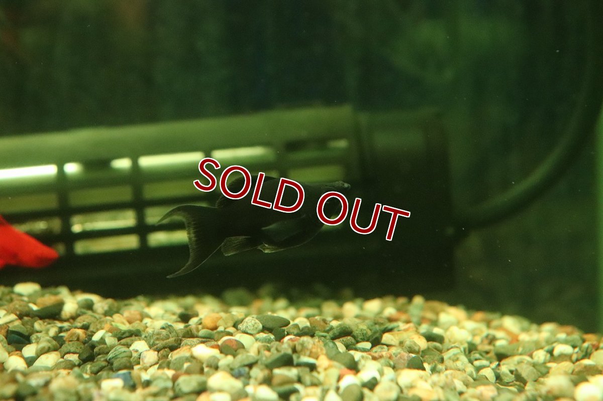 画像1: 【ウィンターセール 10％OFF対象商品】【淡水魚】【通販】高級モーリー ブラックセルフィンバルーンライヤーモーリー【1匹 サンプル画像】(プラティ)(生体)(熱帯魚)NK (1)