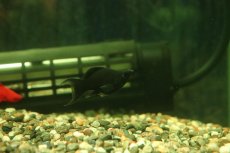 画像1: 【淡水魚】【通販】高級モーリー ブラックセルフィンバルーンライヤーモーリー【1匹 サンプル画像】(プラティ)(生体)(熱帯魚)NK (1)