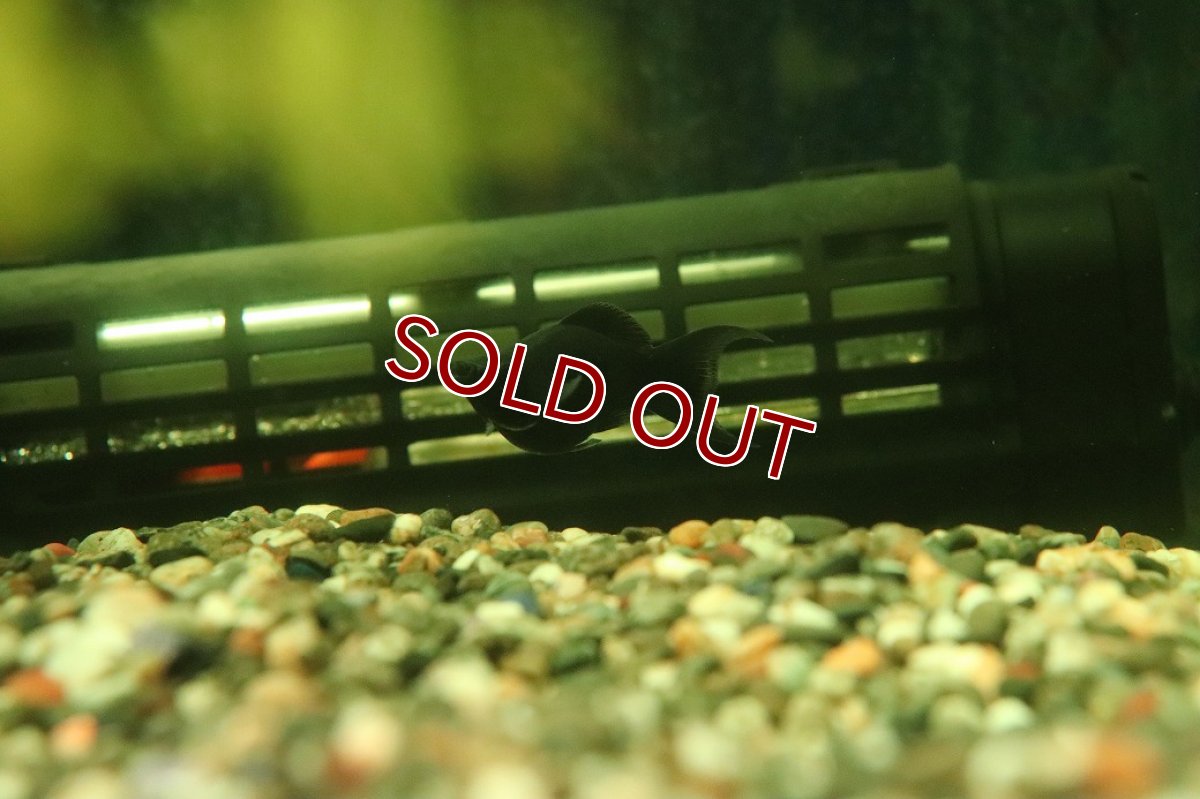 画像2: 【ウィンターセール 10％OFF対象商品】【淡水魚】【通販】高級モーリー ブラックセルフィンバルーンライヤーモーリー【1匹 サンプル画像】(プラティ)(生体)(熱帯魚)NK (2)