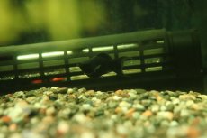 画像2: 【淡水魚】【通販】高級モーリー ブラックセルフィンバルーンライヤーモーリー【1匹 サンプル画像】(プラティ)(生体)(熱帯魚)NK (2)